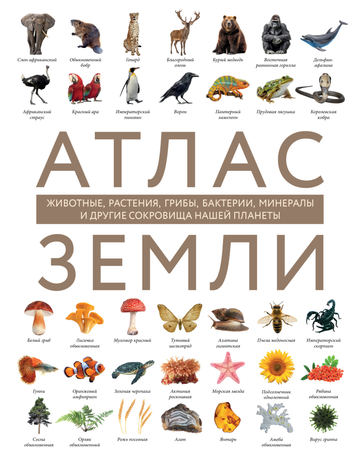 Обложка книги «Атлас Земли. Животные, растения, грибы, бактерии, минералы и другие сокровища нашей планеты»