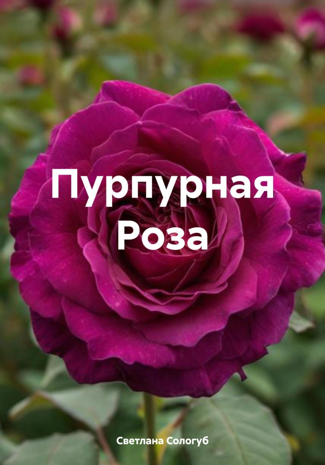 Обложка книги «Пурпурная Роза»