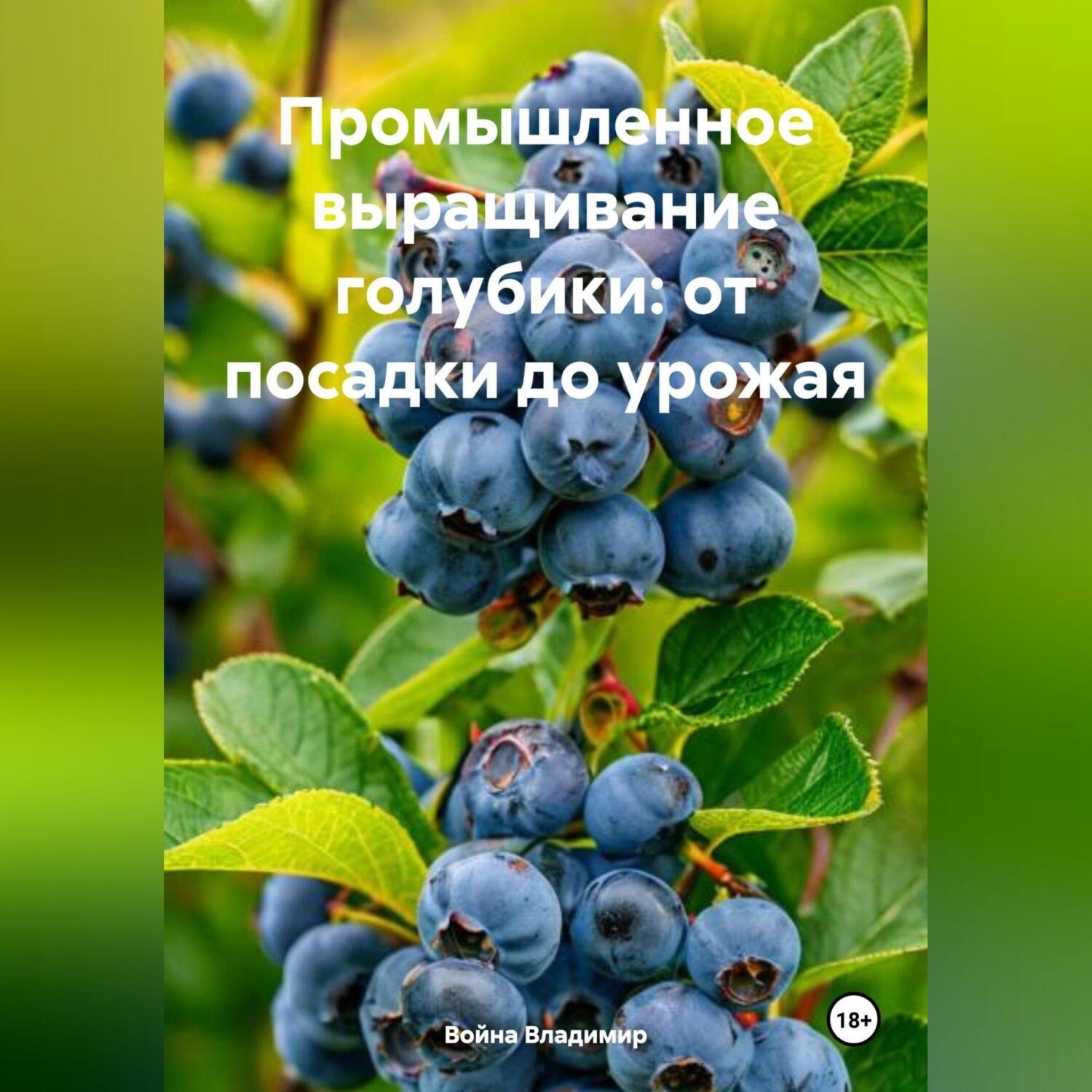 Обложка книги ««Промышленное выращивание голубики: от посадки до урожая»»