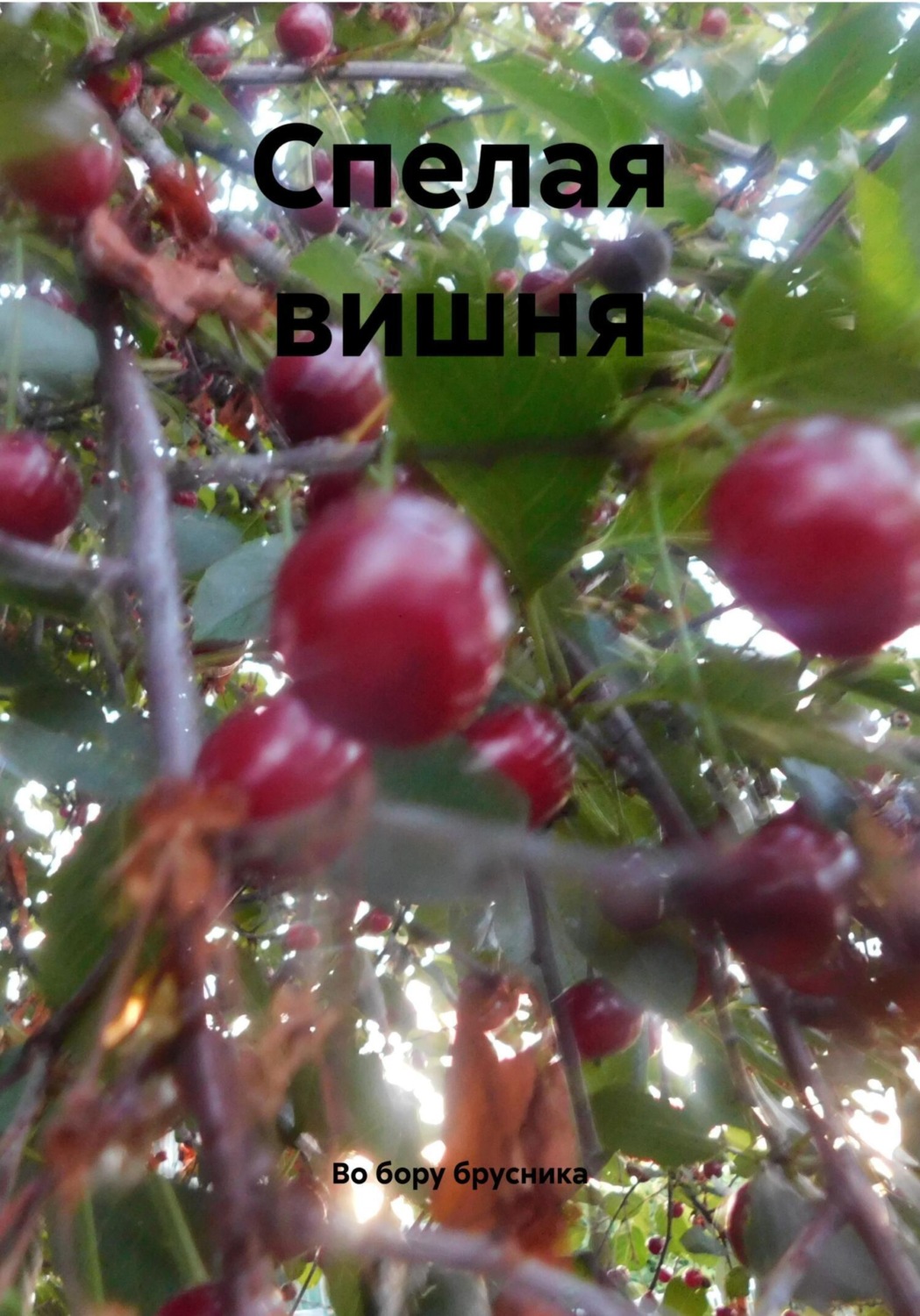 Обложка книги «Спелая вишня»