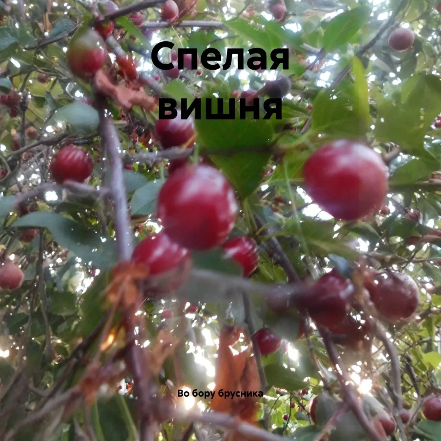 Обложка книги «Спелая вишня»