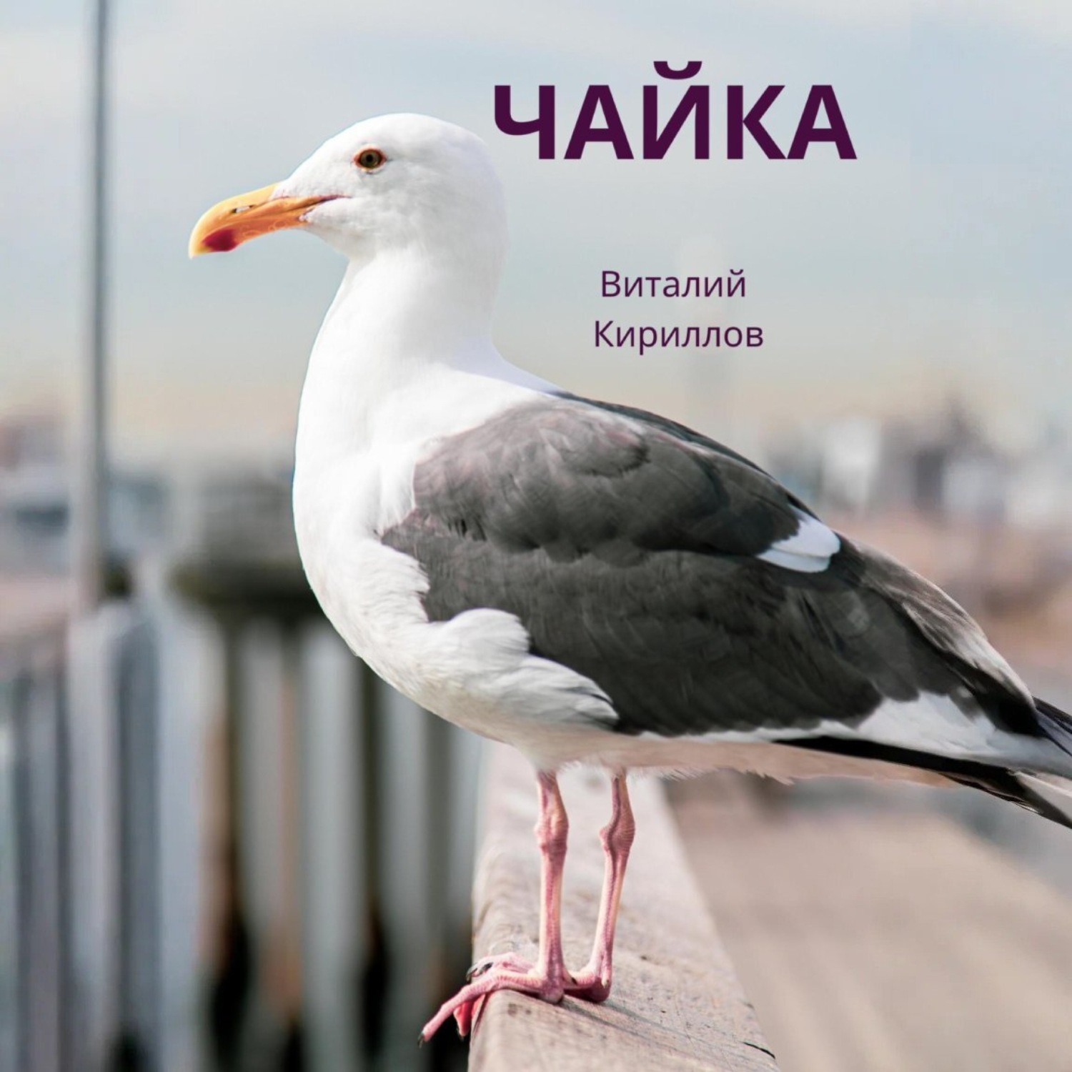 Обложка книги «Чайка»