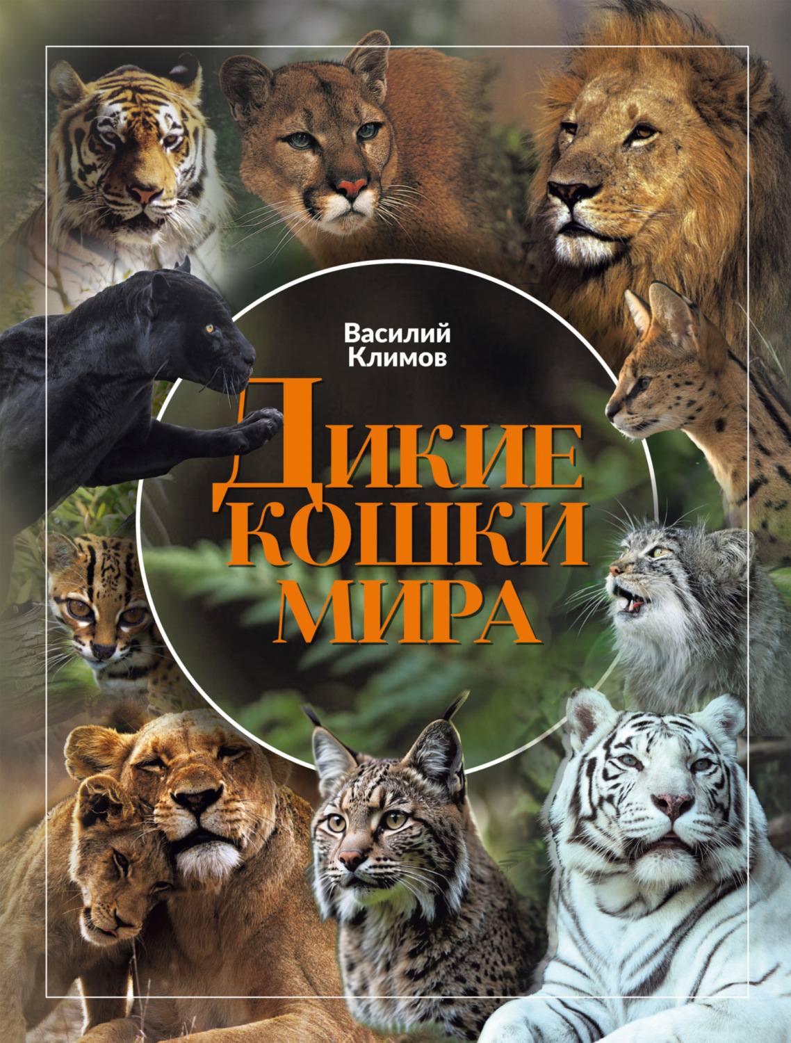 Обложка книги «Дикие кошки мира»