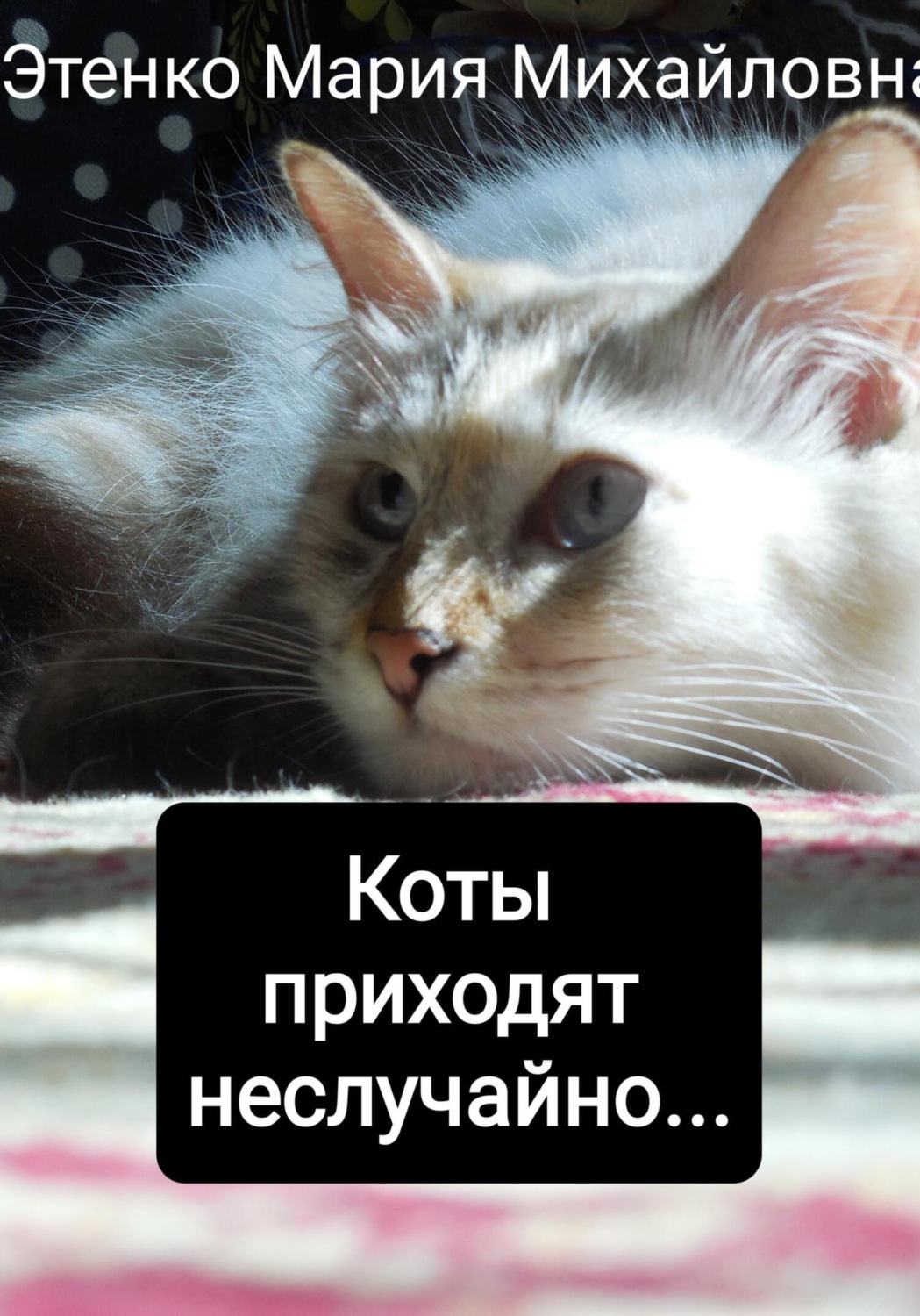 Обложка книги «Коты приходят неслучайно…»