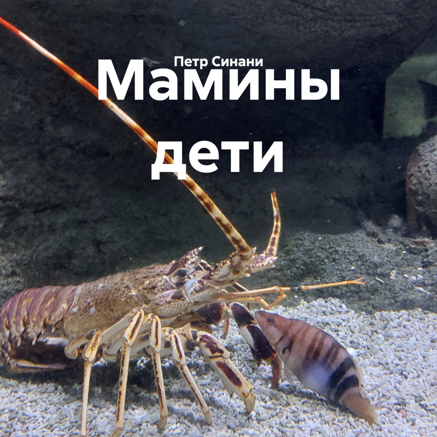 Обложка книги «Мамины дети»