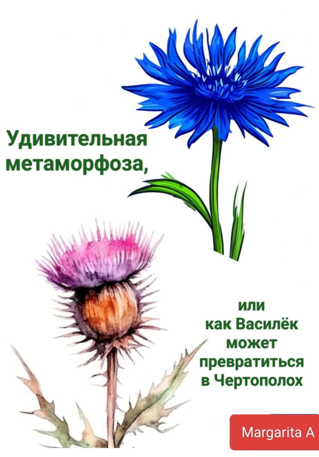 Обложка книги «Удивительная метаморфоза, или как Василёк может превратиться в Чертополох»