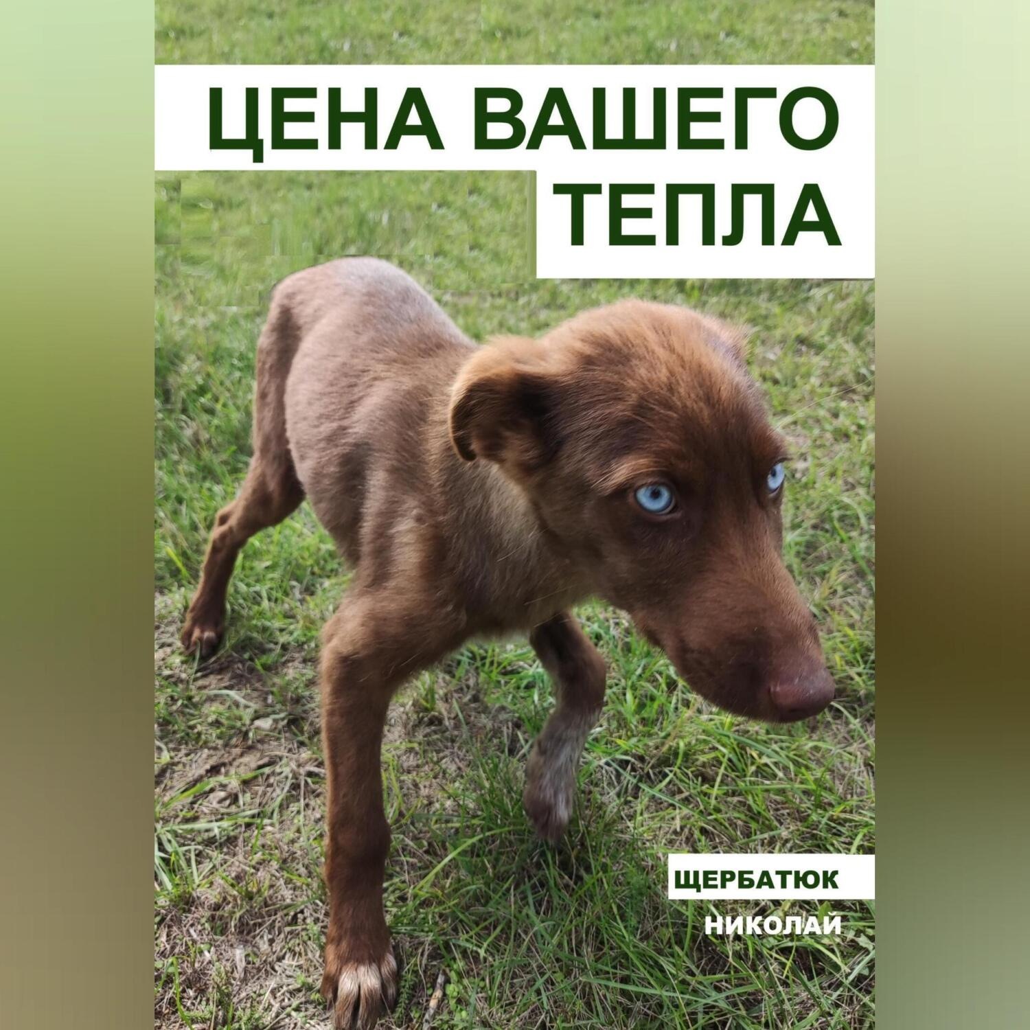 Обложка книги «Цена вашего тепла»