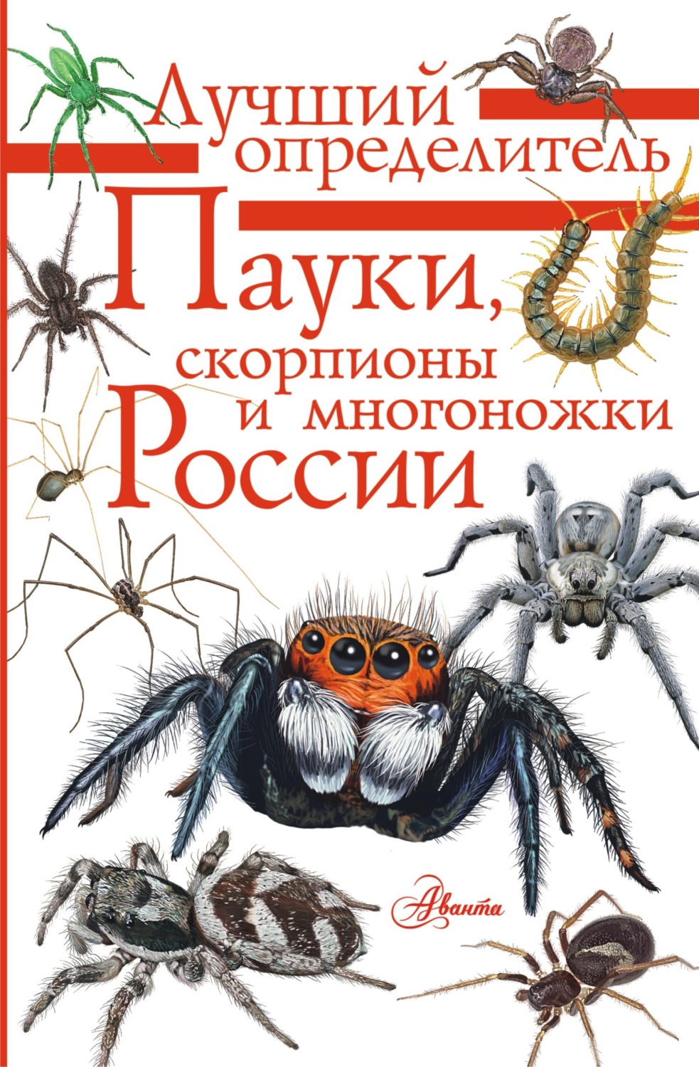 Обложка книги «Пауки, скорпионы и многоножки России»