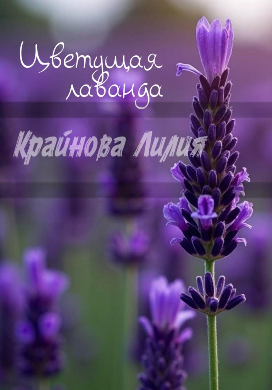 Обложка книги «Цветущая лаванда»
