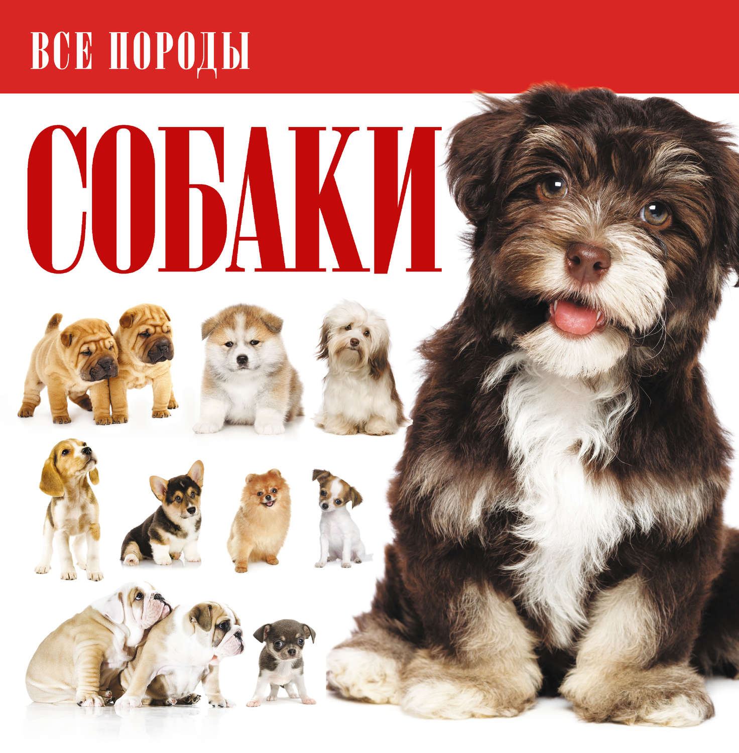 Обложка книги «Собаки»