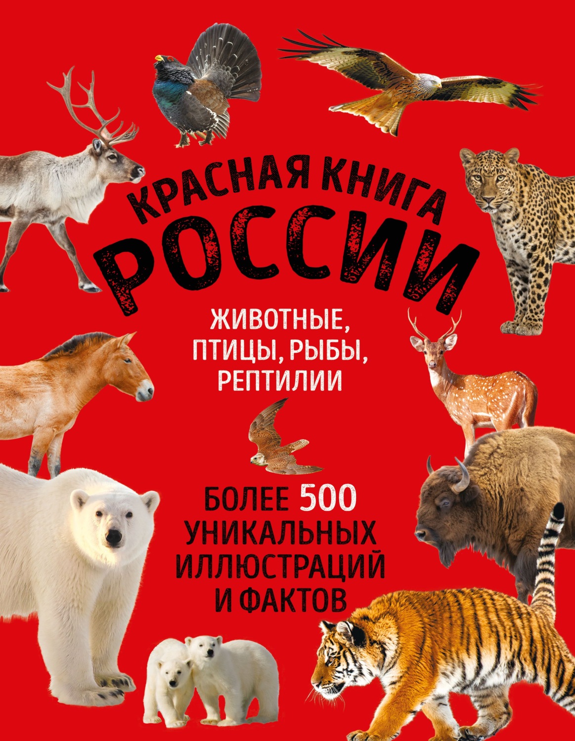 Обложка книги «Красная книга России. Животные, птицы, рыбы, рептилии. Более 500 уникальных иллюстраций и фактов»