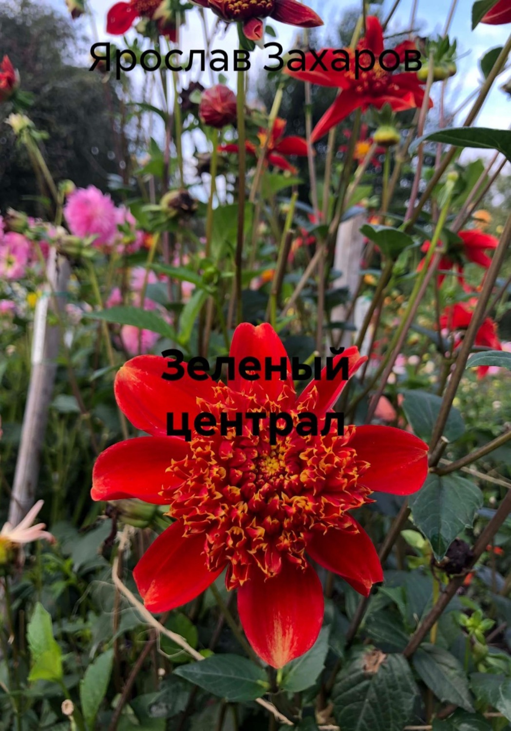 Обложка книги «Зеленый централ»