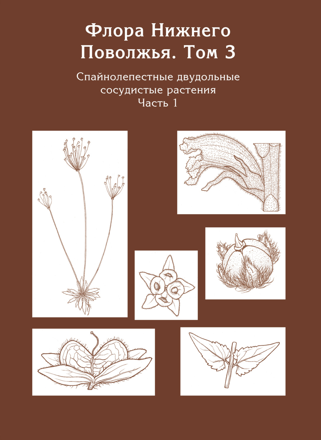 Обложка книги «Флора Нижнего Поволжья. Том 3. Часть 1. Спайнолепестные двудольные сосудистые растения (Pyrolaceae – Campanulaceae)»