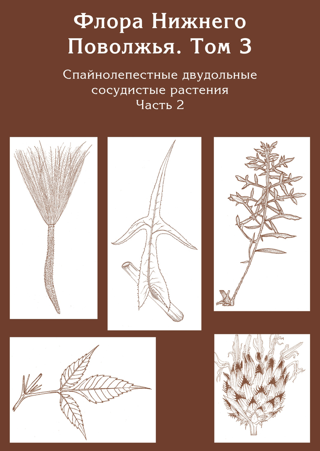 Обложка книги «Флора Нижнего Поволжья. Том 3. Часть 2. Спайнолепестные двудольные сосудистые растения (Asteraceae). Дополнения к предыдущим томам»