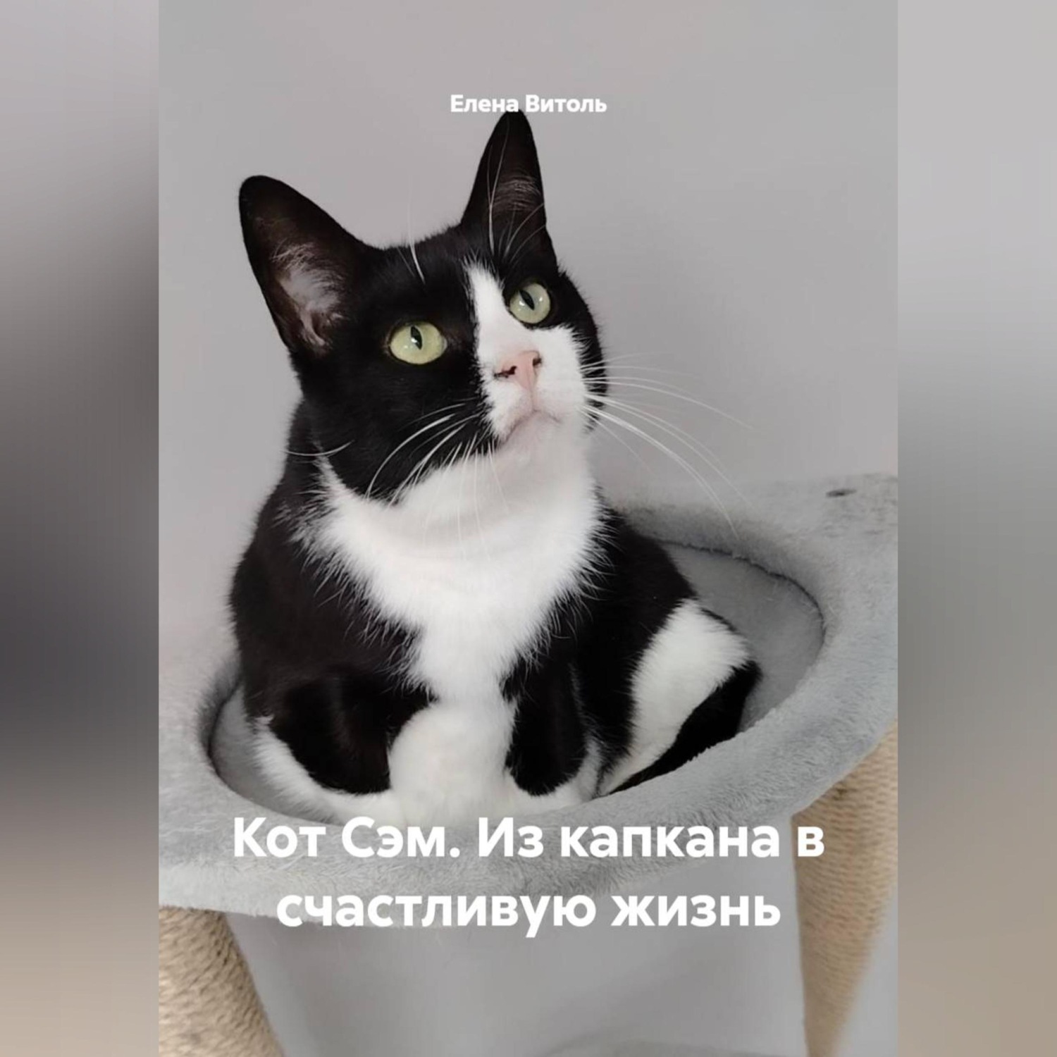 Обложка книги «Кот Сэм: Из капкана в счастливую жизнь»
