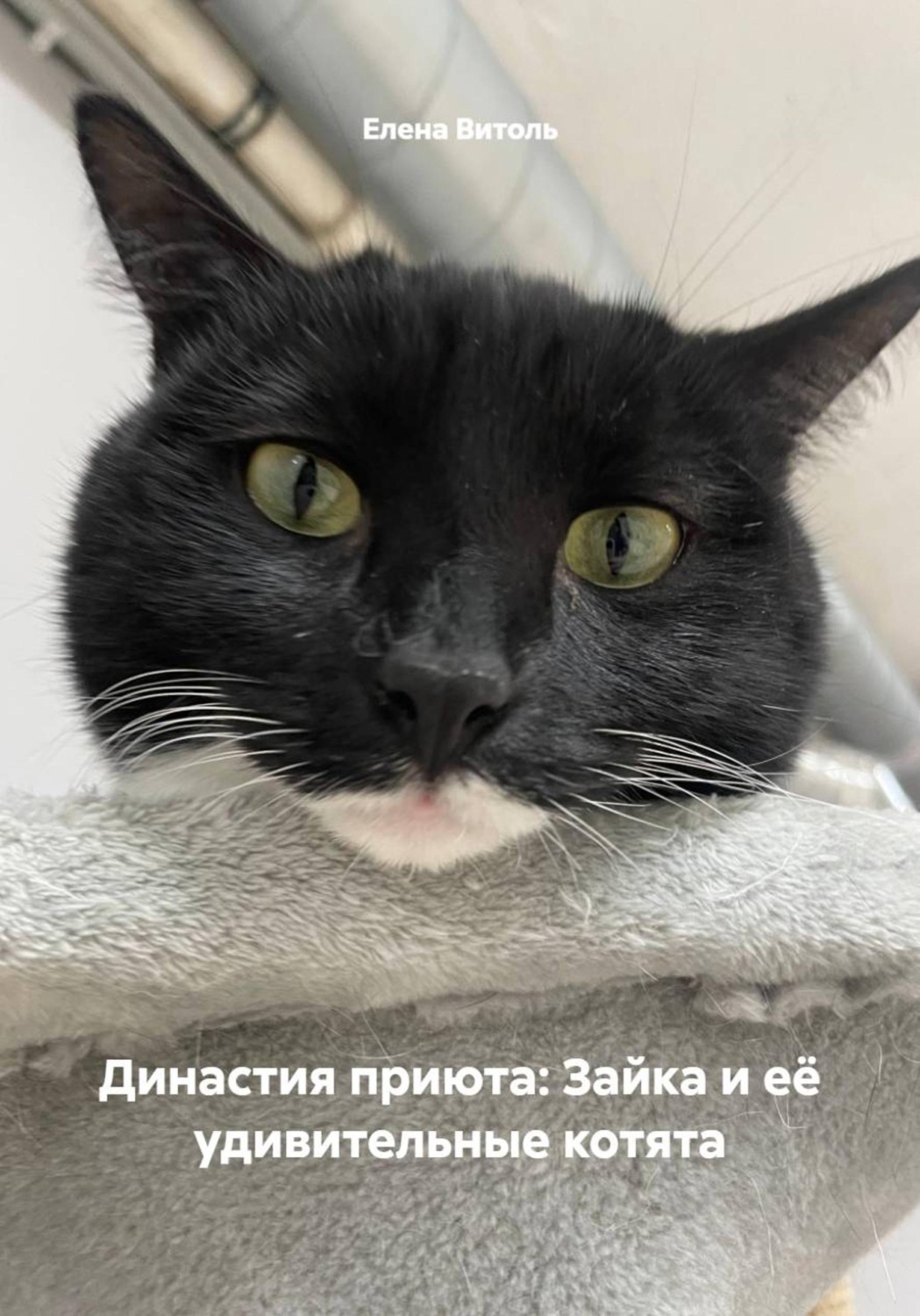 Обложка книги «Династия приюта: Зайка и её удивительные котята»