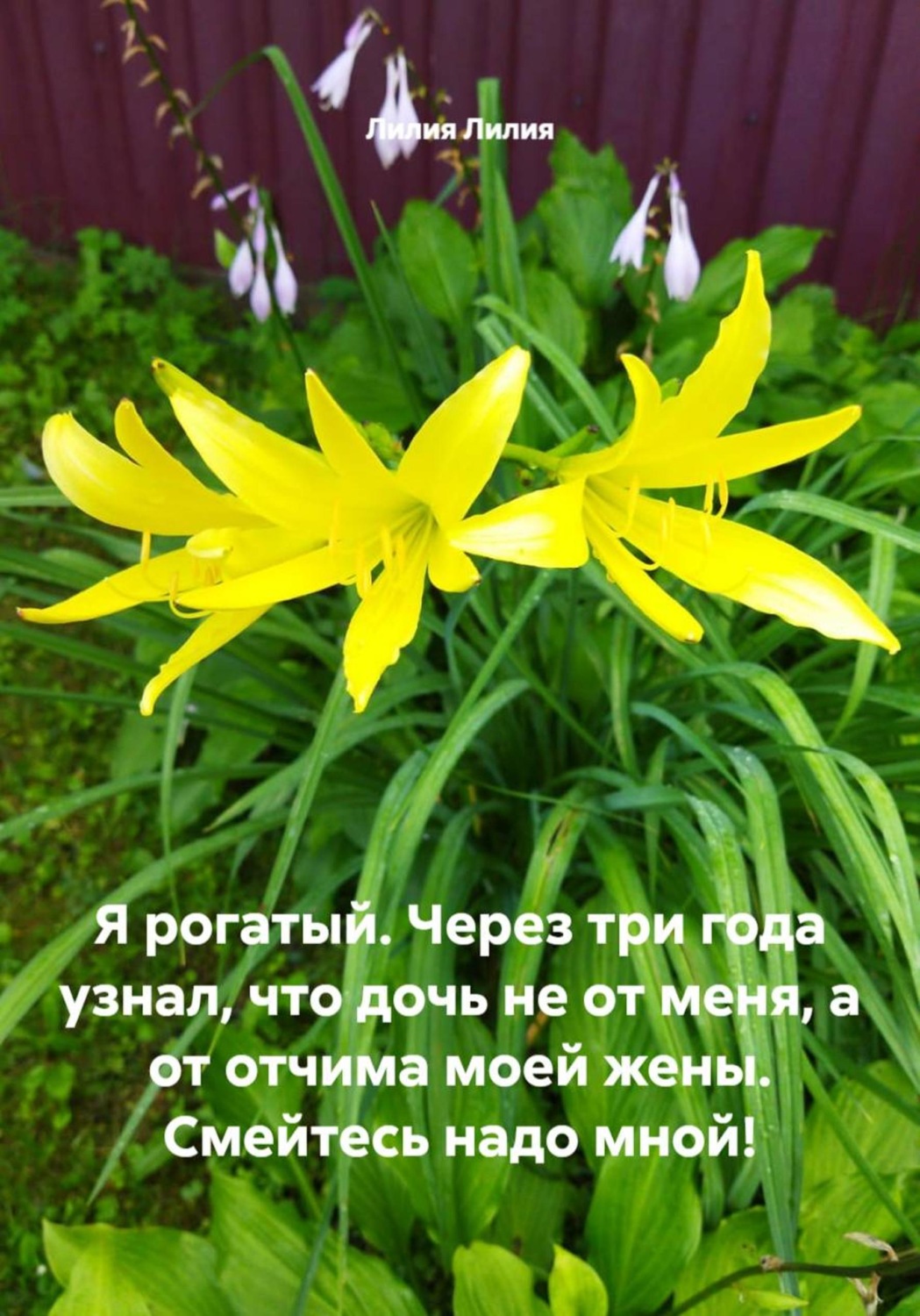 Обложка книги «Я рогатый. Через три года узнал, что дочь не от меня, а от отчима моей жены. Смейтесь надо мной!»